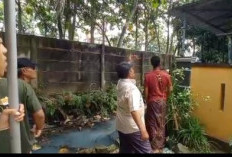 TEROR MONYET LIAR DI TARUMAJAYA,  Punggung Balita Robek Dijahit 26 Jahitan