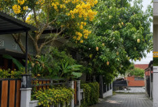 Perumahan Terlihat Gersang? Ini 5 Pohon yang Bisa Ditanam di Pot untuk Bikin Rumah Lebih Sejuk