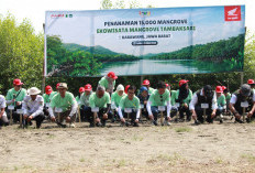AHM 'Sulap' Kawasan Ekowisata Mangrove Tambaksari Jadi Wisata Baru Pesisir Karawang
