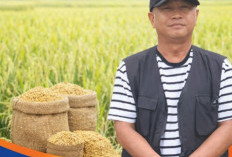 Bulog Sudah Serap Belasan Ribu Gabah Petani Karawang Terdampak Banjir
