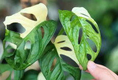 Jangan Sampai Salah Rawat! 13 Tips Merawat Tanaman Hias Variegata agar Warnanya Tetap Cantik dan Cerah