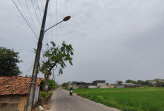 Takut Padi Bantet dan Diserbu Hama, Petani di Cikarang Timur Cat Lampu PJU hingga Redup