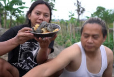 Dianggap Hama di Indonesia! Ternyata Ikan Sapu-sapu Justru Dimakan di  Sejumlah Negara Ini