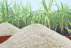 Pemerintah Targetkan Produksi Gula Nasional 3 Juta Ton pada 2026