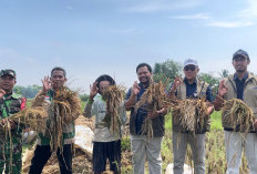 Jaga Cadangan Pangan, Bulog Karawang Serap 92 Ribu Ton Setara Beras hingga Oktober