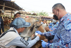 Pemkot Bekasi Bentuk Tim Pengawasan Hewan Kurban Jelang Idul Adha 1447 H