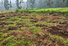 FKPPIB Desak Penegakan Hukum atas Dugaan Perusakan Kebun Teh PTPN I