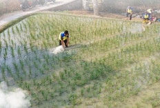 Kemarau Panjang, Petani di Kabupaten Bekasi Pompa Air Siang Malam Selama 40 Hari  Habis  300 Liter Solar
