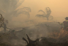 Kabut Asap Karhutla Kalimantan Capai Manila, Kualitas Udara Tembus Level Sangat Berbahaya