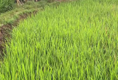 Gempar Seorang Petani Ditemukan Meninggal di Sawah Ceger Cibitung, Ini Kronologi Awalnya