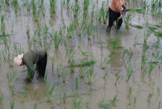 Terdampak Banjir, Bantuan Benih di Kabupaten Bekasi Belum Merata