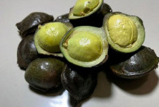 Baru Tau! Ternyata Jengkol Muda Kaya Akan Manfaat Bagi Kesehatan, Apa Saja?