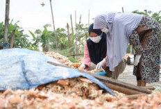 Dongkrak Hasil Gabah, Limbah Cangkang Rajungan Disulap Jadi Pupuk Organik