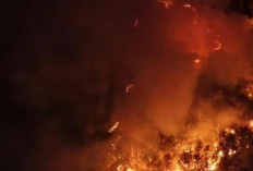 Karhutla di Taman Nasional Gunung Ciremai Hanguskan 1,5 Hektare Lahan Bambu, Dedi Mulyadi Turun ke Lokasi