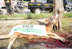 Wujud Kepedulian Sosial, DPC PKB Karawang Salurkan Daging Qurban 4 Ekor Sapi di Idul Adha 1447 H