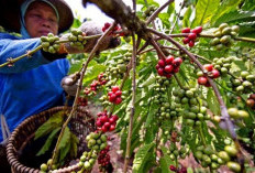 Harga Kopi dan Lada Dunia Mengalami Kenaikan, Pasokan Global Semakin Ketat