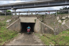 ''Terowongan Sapi'' Jalur Vital yang Terabaikan di Tengah Geliat Industri Cikarang