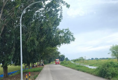 Nikmati Sensasi Jalan Lurus Paling Panjang di Karawang : Jalan Layapan dengan Keindahan Sawah dan Irigasi