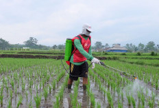 Daripada Tak Diurus, Warga Purwakarta Kompak Garap Lahan Perum Jasa Tirta II Jadi Kebun Bertahun-tahun 