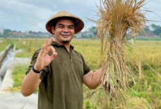 Harga Rp 6500 Perkilo,;Bulog Karawang Serap 14.041 Ton Gabah Petani Terdampak Banjir 