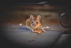 14 Cara Mengusir Tikus dan Kecoa dari Dapur Secara Alami, Nomor 13 Ternyata Paling Dibenci Hama!