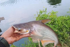 Rekomendasi 10 Spot Mancing Menarik 2026 di Cikarang