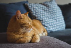 12 Manfaat Pelihara Kucing yang Terbukti Secara Ilmiah, Nomor 7 Bikin Banyak Orang Kaget!
