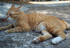 Bingung si Oyen Ditinggal saat Mudik? Ini Rekomendasi Penitipan Kucing yang Aman dan Nyaman di Bekasi