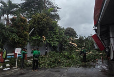 Pertamina Patra Niaga RJBB Cepat Tangani Insiden Pohon Tumbang Menimpa Sarfas SPBU 34.104.02 Jakarta Pusat