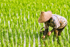 DKPP Jabar Pastikan Stok Pangan Aman hingga Ramadhan 2027 di Tengah Ancaman El Nino