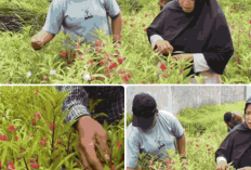 Gegara Banjir, Bunga Tihong di Bekasi Jadi Mahal Jelang Lebaran