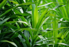 5 Manfaat Daun Suji yang Jarang Diketahui