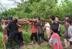 Dampak Banjir Buaya Muara 3 Meter Nyasar ke Pemukiman Penduduk, Dievakuasi Warga Babelan dari Lahan Pertanian