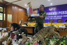 Kemenhut Geledah Gudang Satwa Ilegal di Bekasi, Sita 11 Ular Sanca Hijau Dilindungi