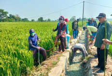 Terbesar Jabar, Realisasi Luas Tanam Sawah Karawang Capai 17.009 Hektare pada Agustus 2026