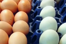 Telur Ayam vs Telur Bebek, Mana yang Lebih Sehat? Ini Perbedaan Nutrisi dan Cara Konsumsinya