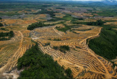 Indonesia Rencanakan Denda Puluhan Triliun untuk Perusahaan Sawit dan Tambang Ilegal