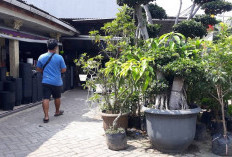 Hobi Berkebun? Ini 10 Tempat Beli Pupuk dan Pot Bunga Terlengkap di Jatimulya Tambun Selatan