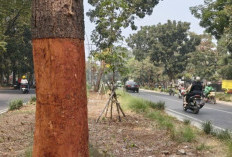 Kasus Pohon Dikuliti di Jalan Pahlawan Bandung Disorot, Wali Kota Turun Tangan