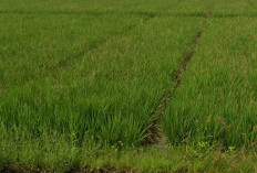 Padi Siap Panen di Pebayuran Diduga Dicuri, Petani Syok Setengah Petak Sudah Terpotong