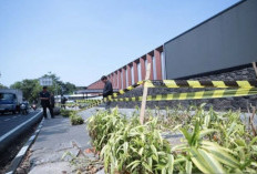 Penebangan 10 Pohon di Jalan Riau Bandung Berujung Perselisihan, Pemkot Telusuri Pengelola Padel