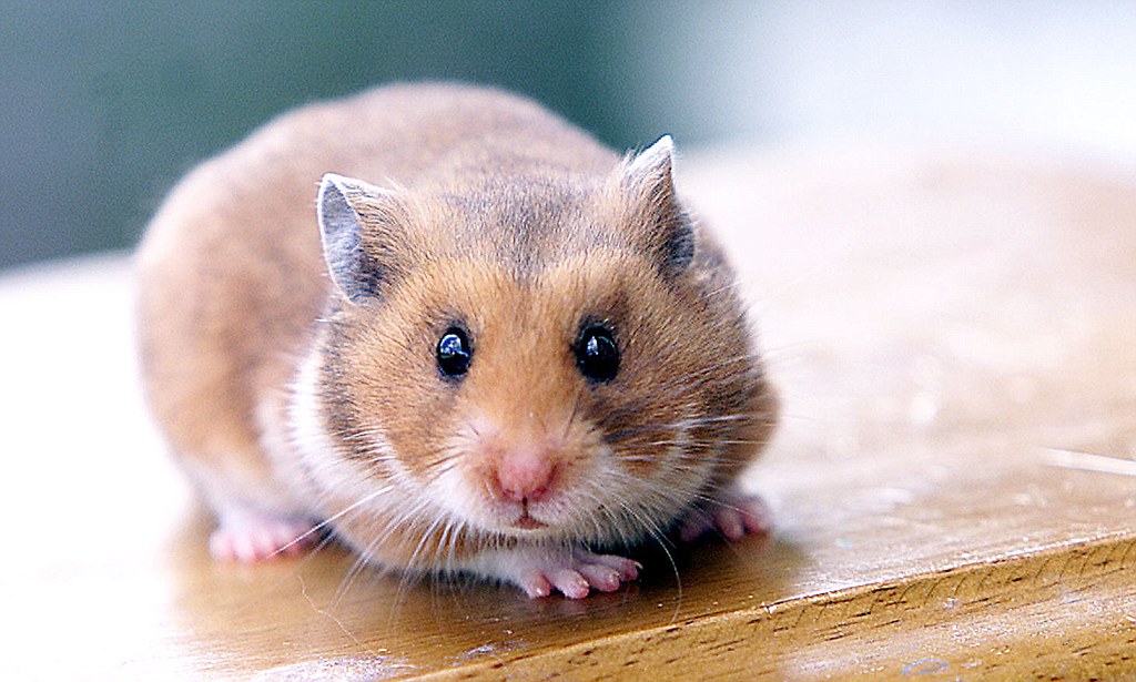 Sel Hamster Diracik Jadi Vaksin Baru Covid-19