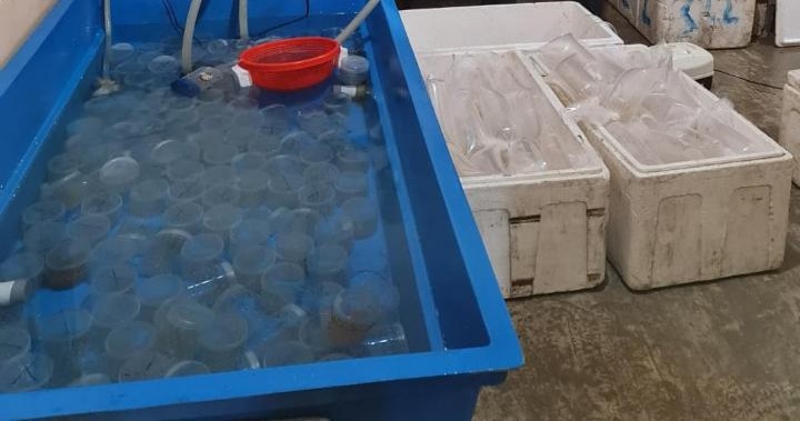 Selundupkan 62 Ribu Ekor Bibit Benur Lobster, Warga Pesibar Ditangkap Polres Lambar