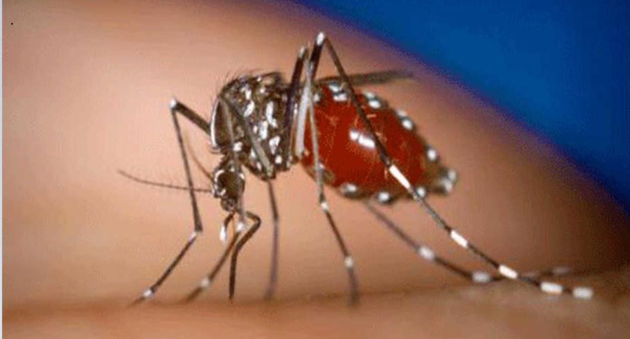 Cegah Penularan Penyakit, China Kembangkan Nyamuk Mandul