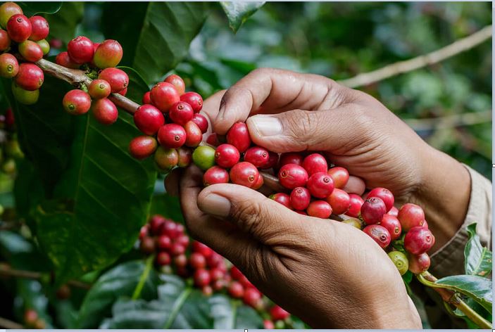 Telkomsel Bantu Petani Kopi Tingkatkan Kualitas dan Kuantitas Produksi