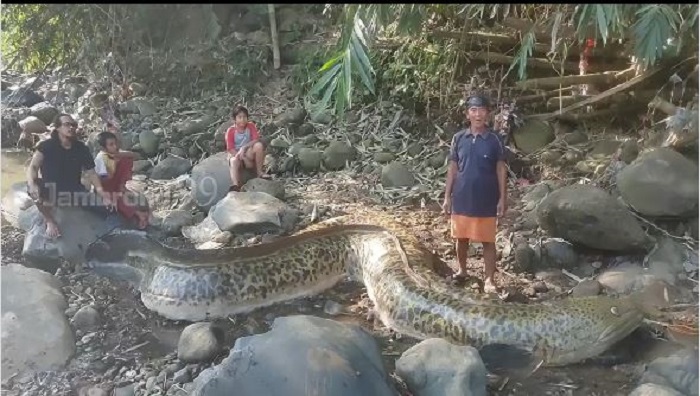 Heboh, Warga Tangkap Ikan Seberat 1 Ton di Sungai, Ternyata Cumaâ€¦