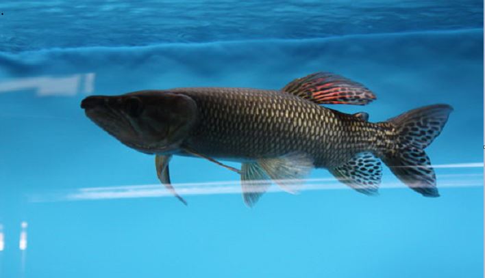 Odoe Pike Predator Mematikan dari Afrika, Ini yang Membuat Penggemar Ikan Predator Mengoleksinya
