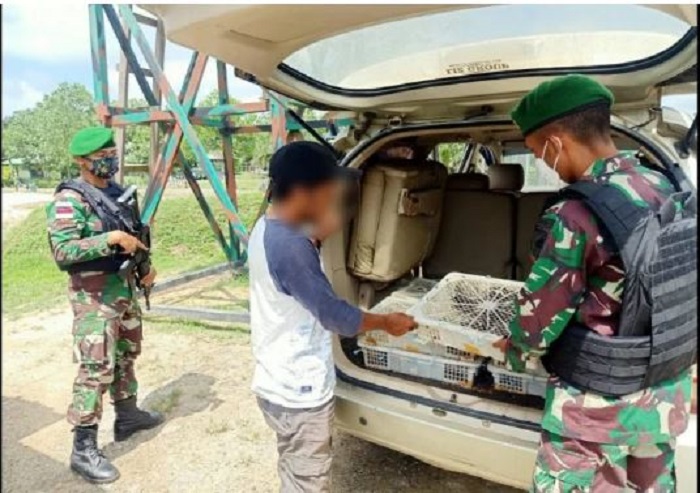 Geledah Mobil, Pasukan TNI Gagalkan Penyelundupan 150 Ekor Burung Kacer dari Malaysia