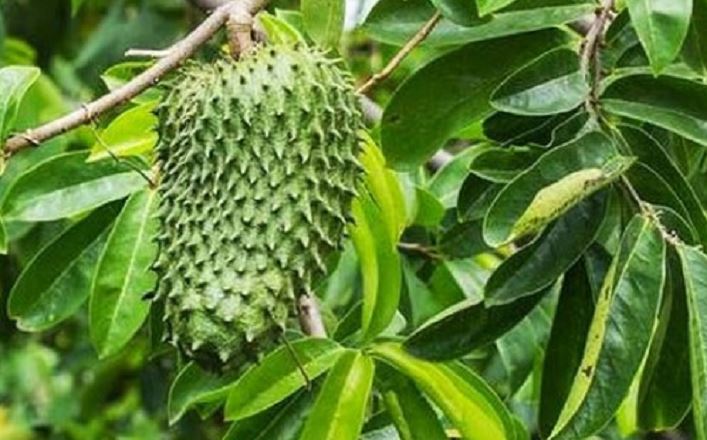 Bisa Kurangi Stress, Ini Manfaat Daun Sirsak Bagi Kesehatan