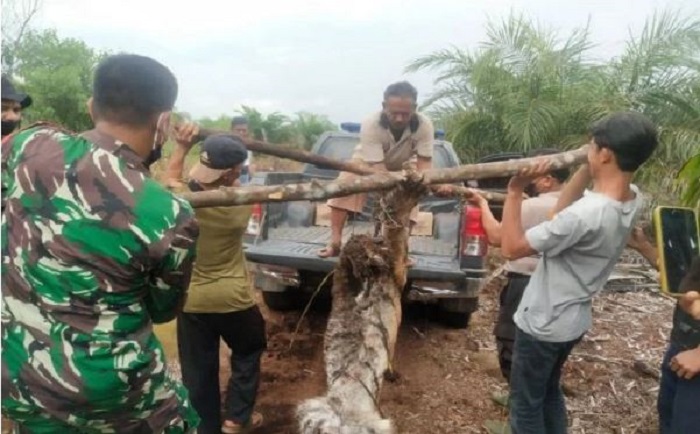 Terjerat Kawat Kabel, Seekor Harimau Sumatera Ditemukan MatiÂ